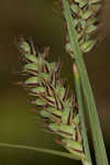 Buxbaum's sedge